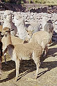 Llama breeding in Peruvian puna